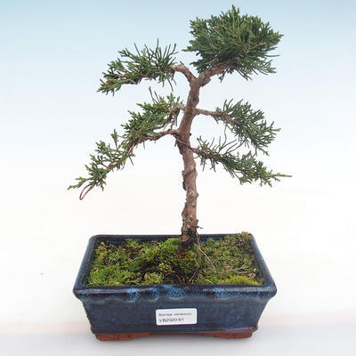 Outdoor bonsai - Juniperus chinensis - chiński jałowiec VB2020-61