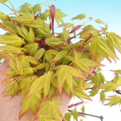 Acer palmatum Aureum - Złoty klon japoński - 1
