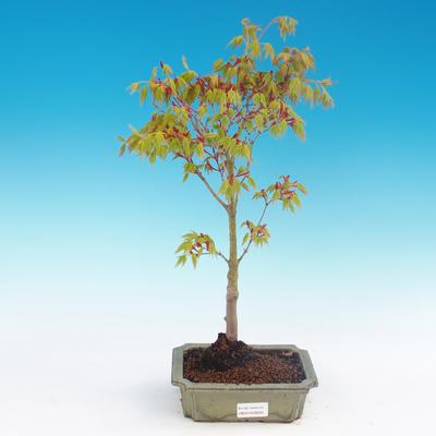 Acer palmatum Aureum - Złoty klon japoński - 1
