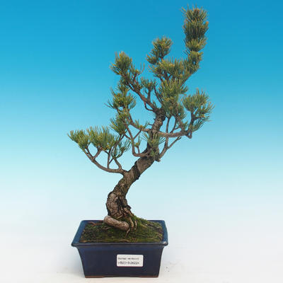 Outdoor bonsai - Pinus parviflora - Mała sosna