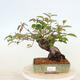 Outdoor bonsai - Pseudocydonia sinensis - pigwa chińska - 1/4