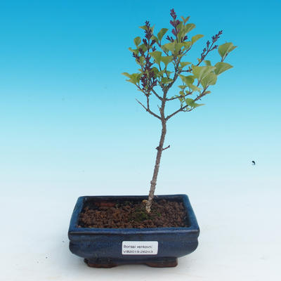 Outdoor bonsai - Syringa velutina josse Pink lilac - 1