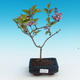 Outdoor bonsai - Syringa velutina josse Pink lilac - 1/2