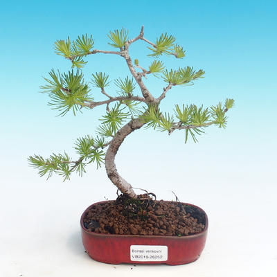 Outdoor bonsai - Larix decidua - Modrzew liściasty