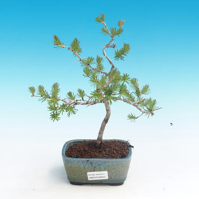 Outdoor bonsai - Larix decidua - Modrzew liściasty