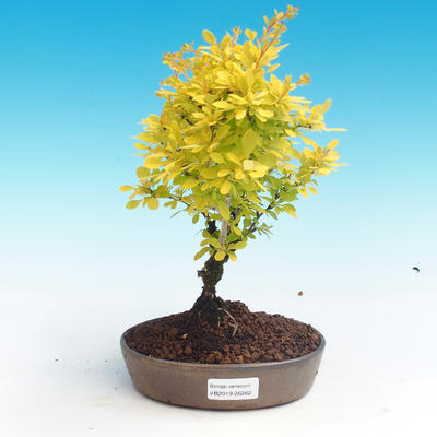 Outdoor bonsai - Berberis thunbergii - Berberys - 1