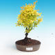 Outdoor bonsai - Berberis thunbergii - Berberys - 1/2