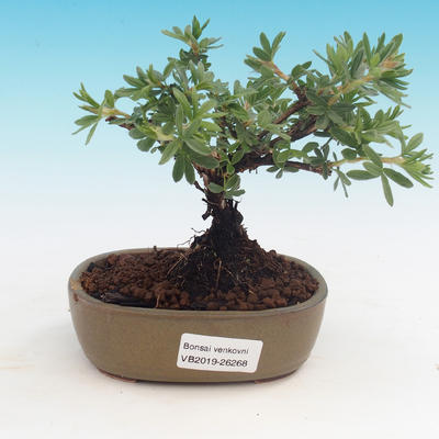 Odkryty bonsai pięciornik - Dasiphora fruticosa żółty - 1