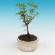 Odkryty bonsai pięciornik - Dasiphora fruticosa żółty - 1/2