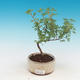 Odkryty bonsai pięciornik - Dasiphora fruticosa żółty - 1/2