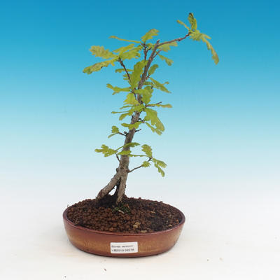 Dąb Outdoor bonsai-Quercus robur-Summer