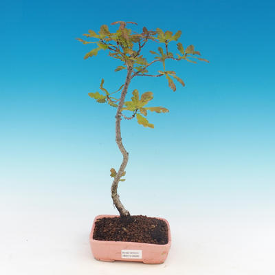 Dąb Outdoor bonsai-Quercus robur-Summer