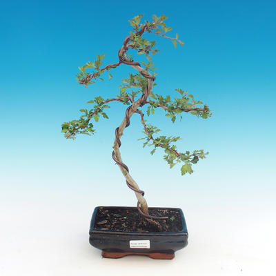 Outdoor bonsai - Single hawthorn