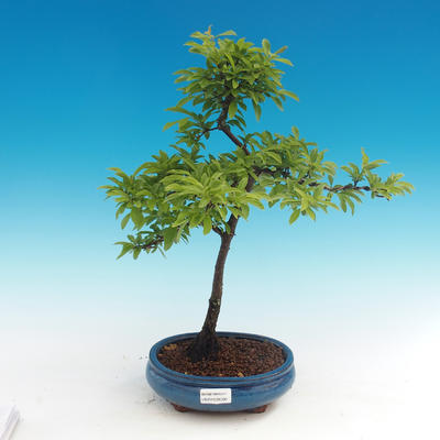 Outdoor bonsai - Prunus spinosa - tarnina