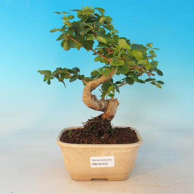Pokój bonsai -Ligustrum chinensis - Ptasie oko - 1