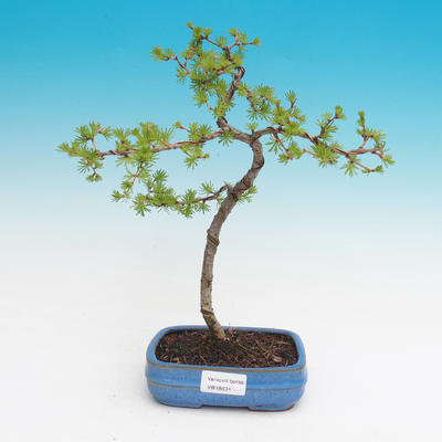 Outdoor bonsai - Larix decidua - modrzew europejski