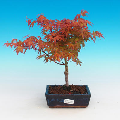 Outdoor Bonsai - Acer palmatum Beni Tsucasa - klon japoński - 1