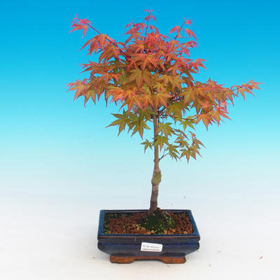 Outdoor Bonsai - Acer palmatum Beni Tsucasa - klon japoński - 1