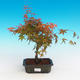 Outdoor Bonsai - Acer palmatum Beni Tsucasa - klon japoński - 1/4