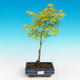 Outdoor bonsai - Acer palmatum Aureum - Golden Japanese Maple - 1/3
