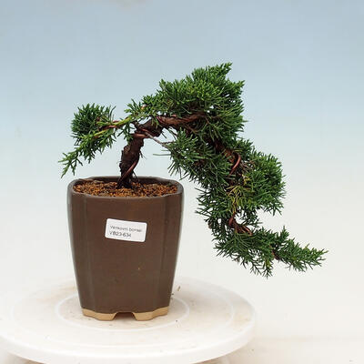 Outdoor bonsai - Juniperus chinensis - Jałowiec chiński