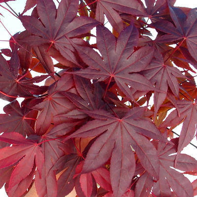 Outdoor bonsai - dłoń Acer. Atropurpureum - japoński klon czerwony - 1
