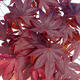 Outdoor bonsai - dłoń Acer. Atropurpureum - japoński klon czerwony - 1/3