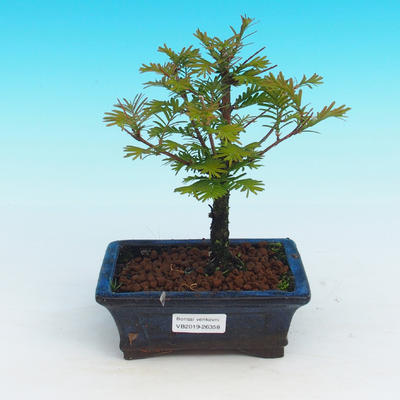 Outdoor bonsai - Dwuliniowy leszcz - 1