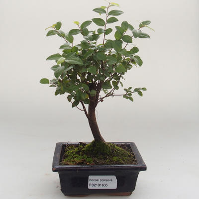 Kryty bonsai - Sagerécie thea - Sagerécie thea PB2191635 - 1