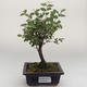 Kryty bonsai - Sagerécie thea - Sagerécie thea PB2191635 - 1/4