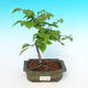 Outdoor bonsai - Ulmus Glabra - Elm - 1/2