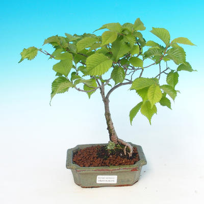 Outdoor bonsai - Ulmus Glabra - Elm - 1