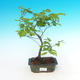 Outdoor bonsai - Ulmus Glabra - Elm - 1/2