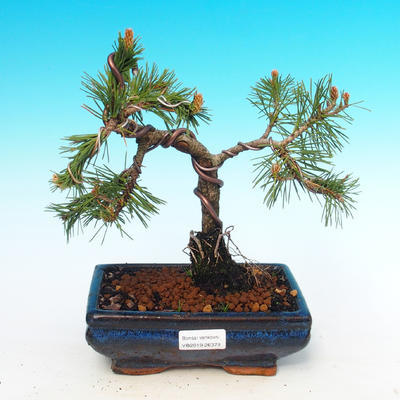 Outdoor bonsai - Pinus mugo Humpy - Pine Pine