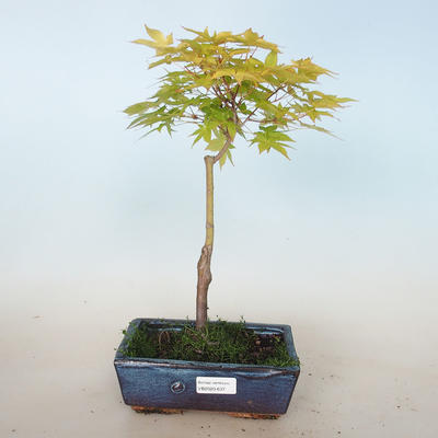 Acer palmatum Aureum - Golden Palm Maple VB2020-637 - 1