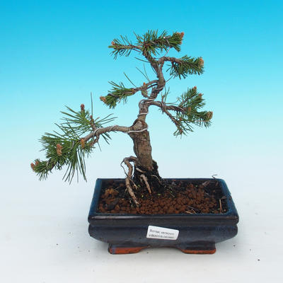 Outdoor bonsai - Pinus mugo Humpy - Pine Pine
