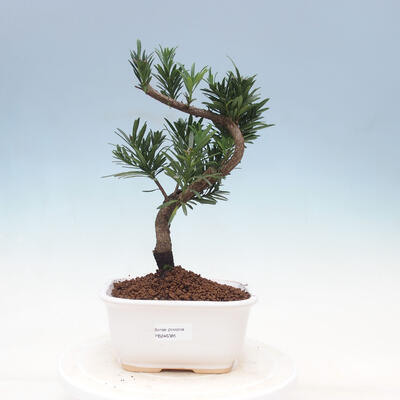 Kryty bonsai - Podocarpus - Kamienny tys - 1