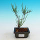 Odkryty bonsai - Tamaris parviflora - 1/3
