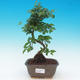 Pokój bonsai -Ligustrum chinensis - ligustr - 1/3
