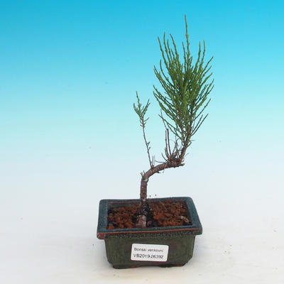 Odkryty bonsai - Tamaris parviflora - 1