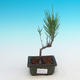 Odkryty bonsai - Tamaris parviflora - 1/3