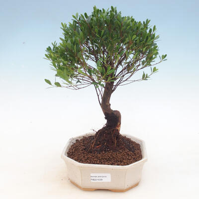 Pokój bonsai - Syzygium - Pimentovník - 1