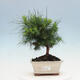 Kryty bonsai-Pinus halepensis-sosna Aleppo - 1/4