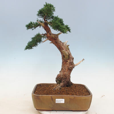 Outdoor bonsai - Juniperus chinensis - chiński jałowiec - 1
