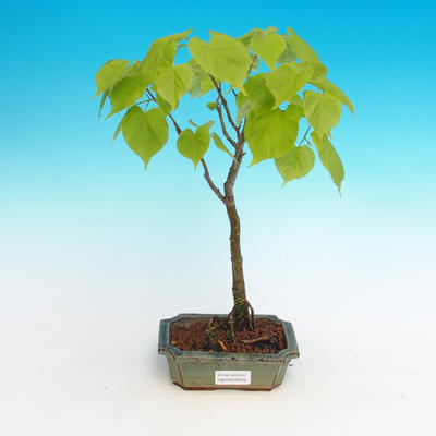 Outdoor bonsai - lipa drobnolistna