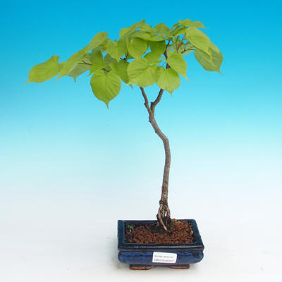 Outdoor bonsai - lipa drobnolistna