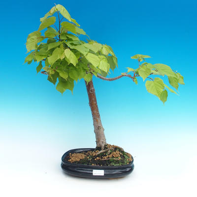 Outdoor bonsai - lipa drobnolistna - 1