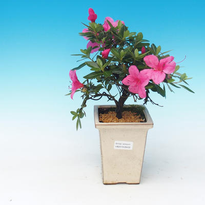 Outdoor bonsai - Rhododendron sp. - Azalia różowa
