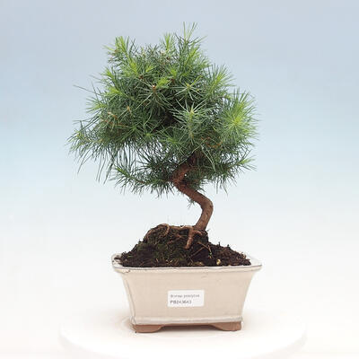 Kryty bonsai-Pinus halepensis-sosna Aleppo - 1
