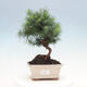 Kryty bonsai-Pinus halepensis-sosna Aleppo - 1/4